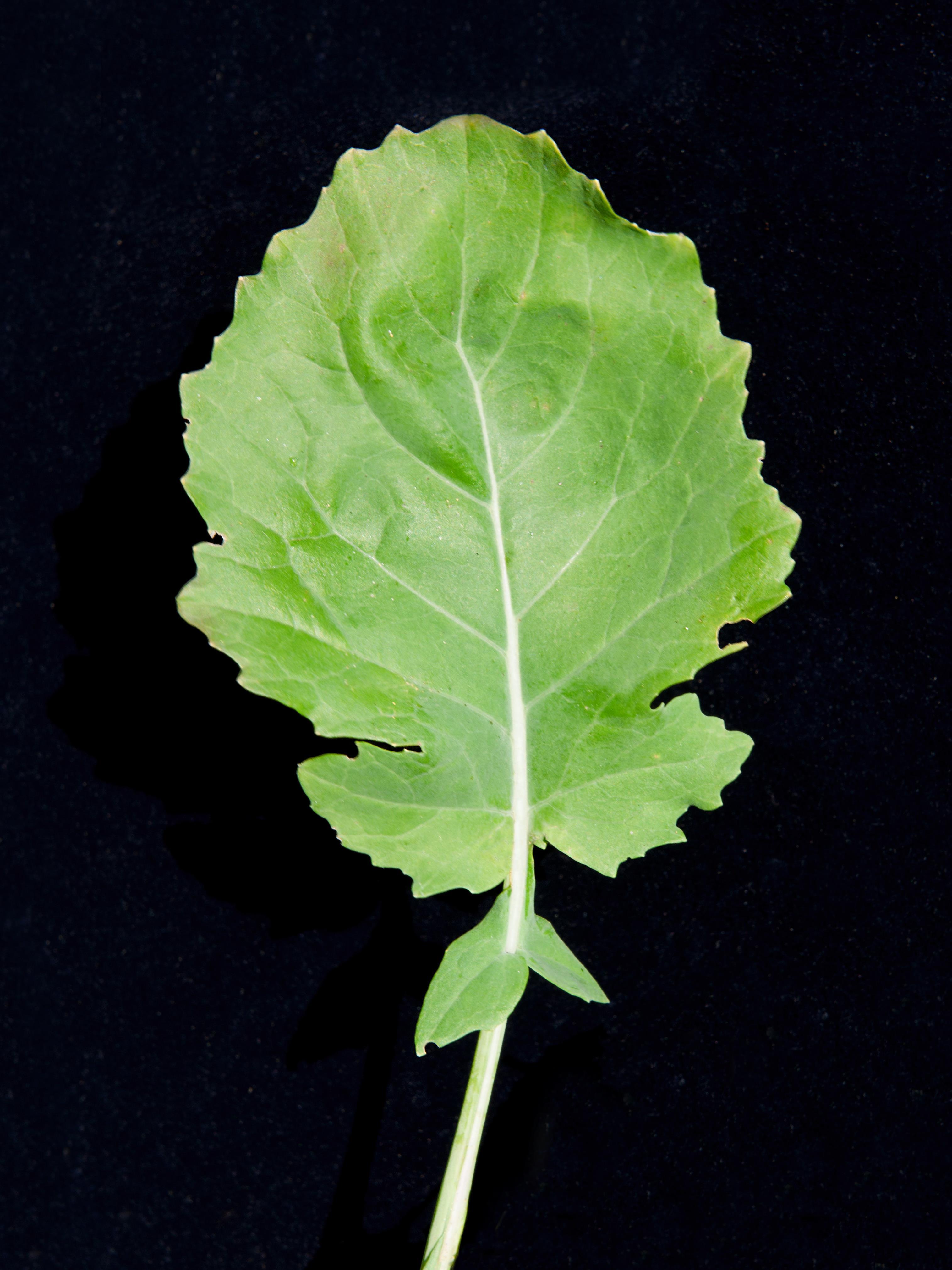 Canola(Brassica napus)_7