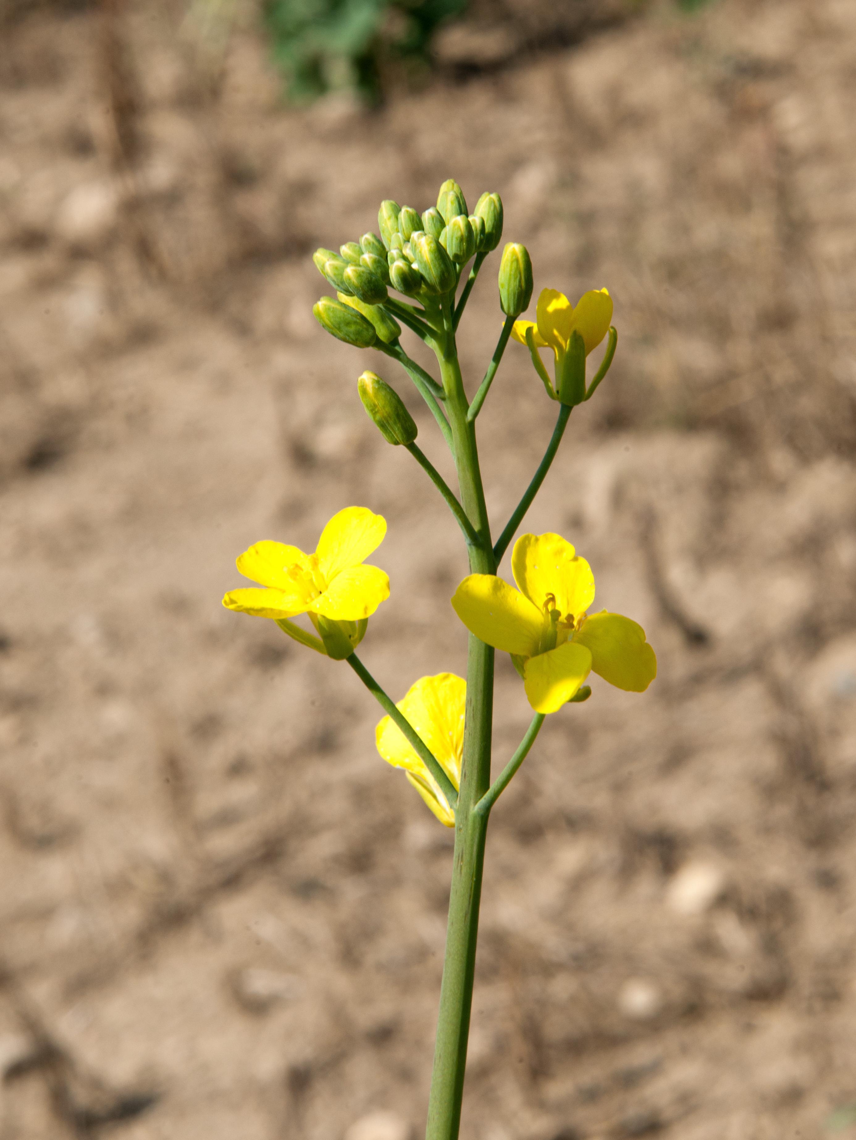 Canola(Brassica napus)_14