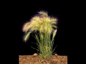 Orge queue-écureuil (Hordeum jubatum)_7