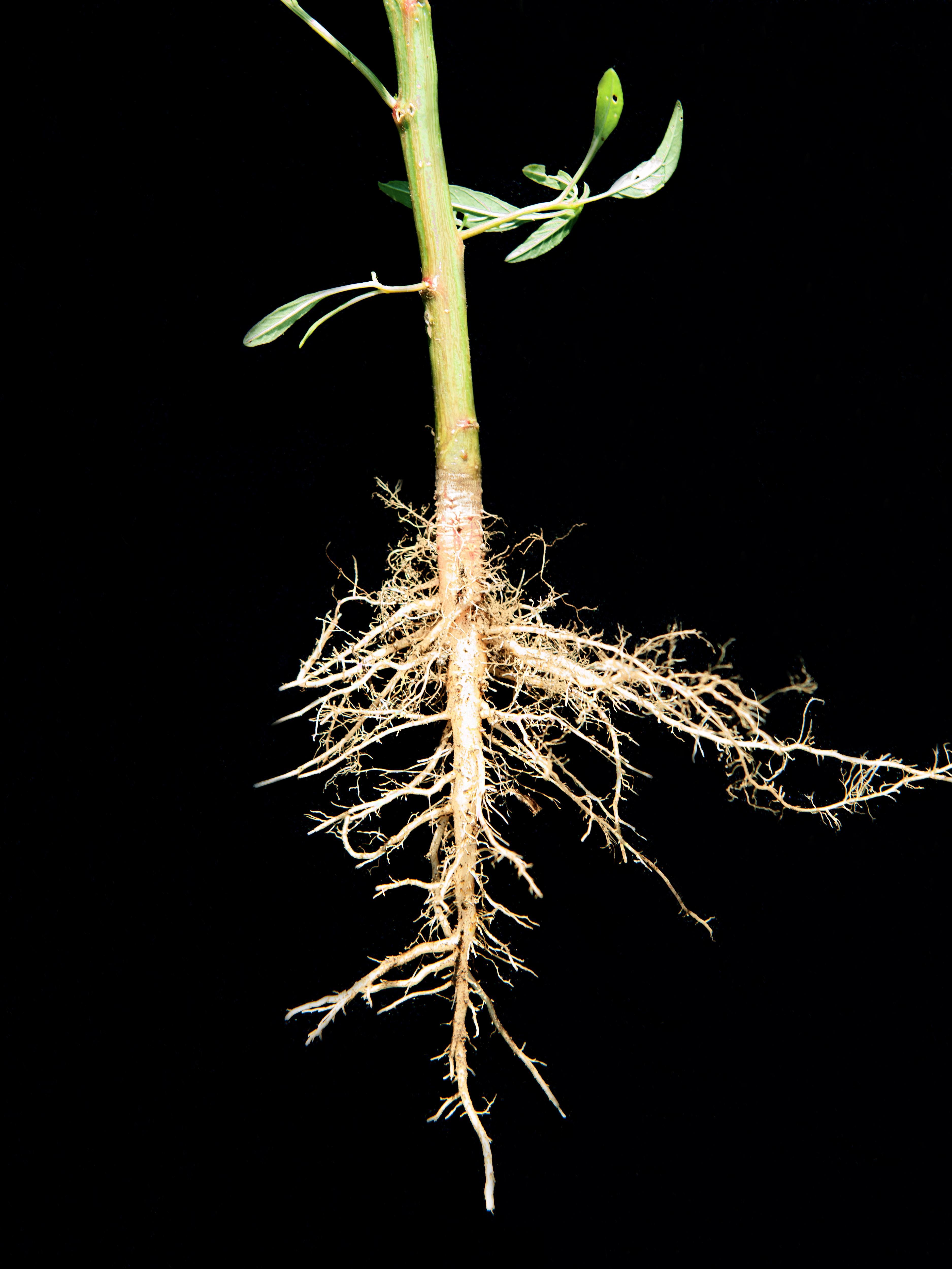 Amarante tuberculée(Amaranthus tuberculatus)_5