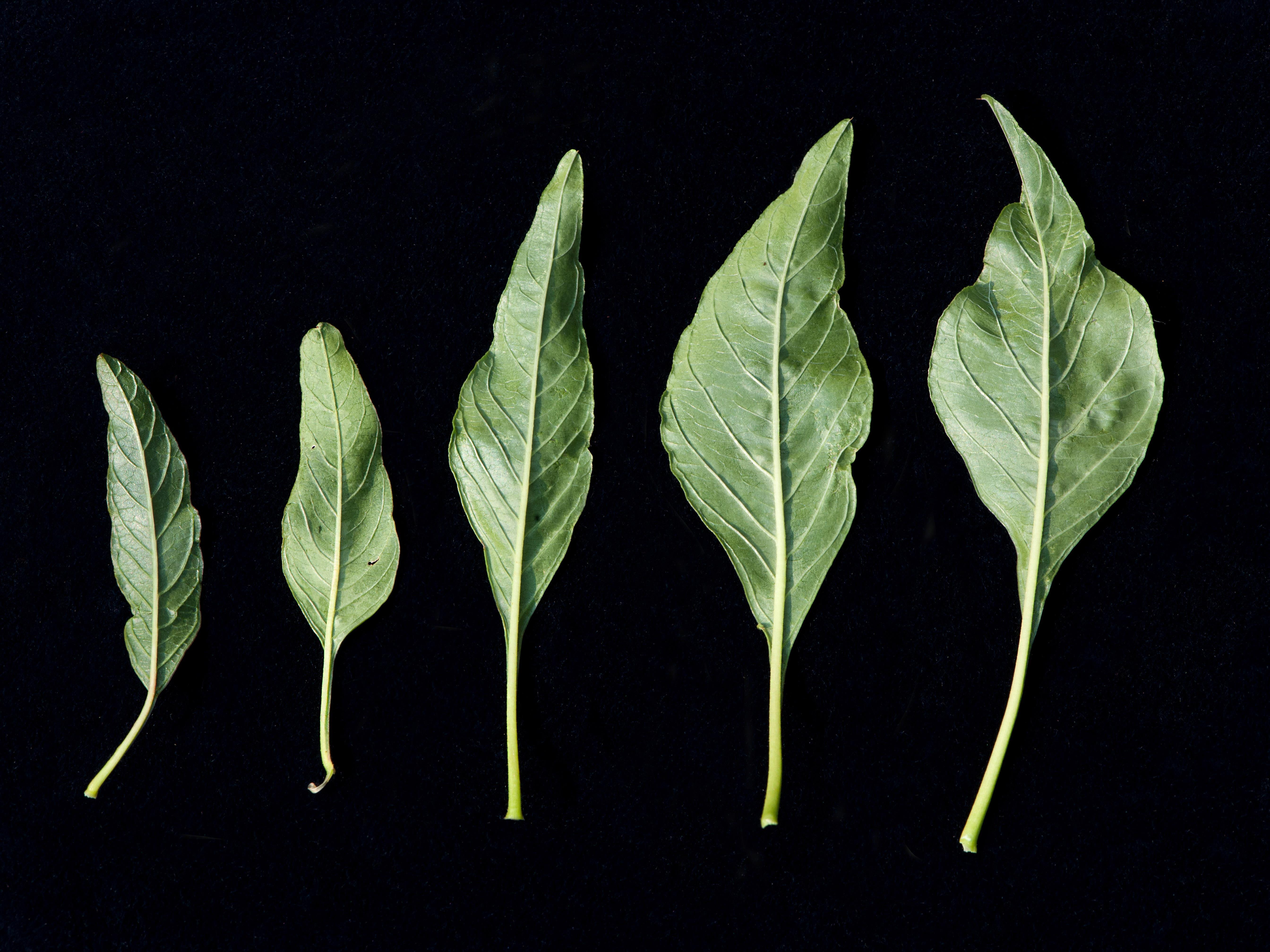 Amarante tuberculée(Amaranthus tuberculatus)_7