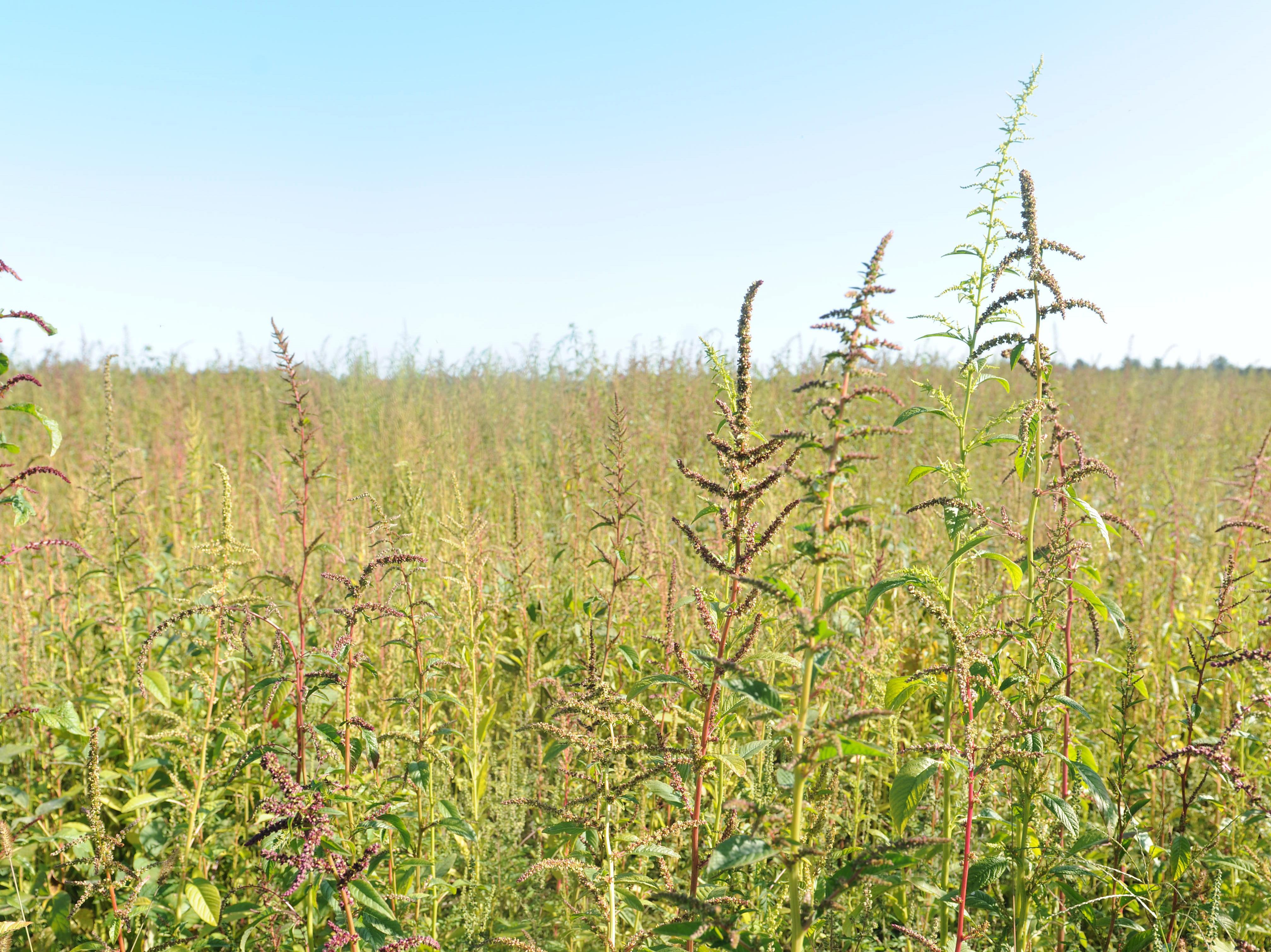 Amarante tuberculée(Amaranthus tuberculatus)_27