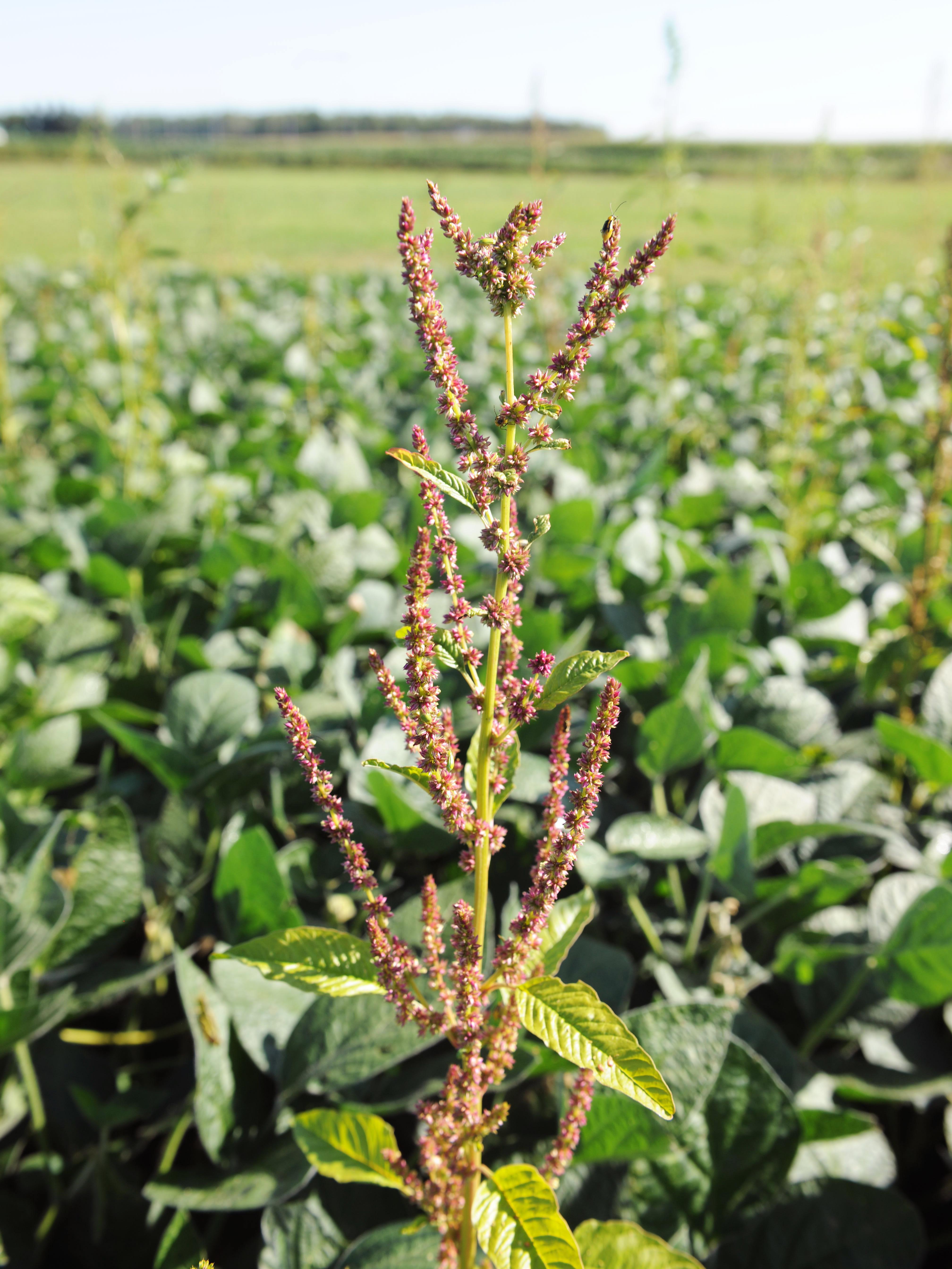 Amarante tuberculée(Amaranthus tuberculatus)_28