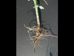 Ive feuilles lampourde (Cyclachaena xanthiifolia)_3