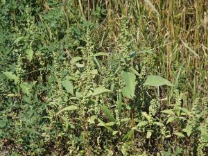 Ive feuilles lampourde (Cyclachaena xanthiifolia)_4