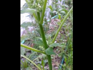 Ive feuilles lampourde (Cyclachaena xanthiifolia)_13