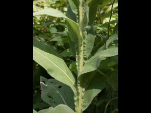 Grande molène (Verbascum thapsus)_8