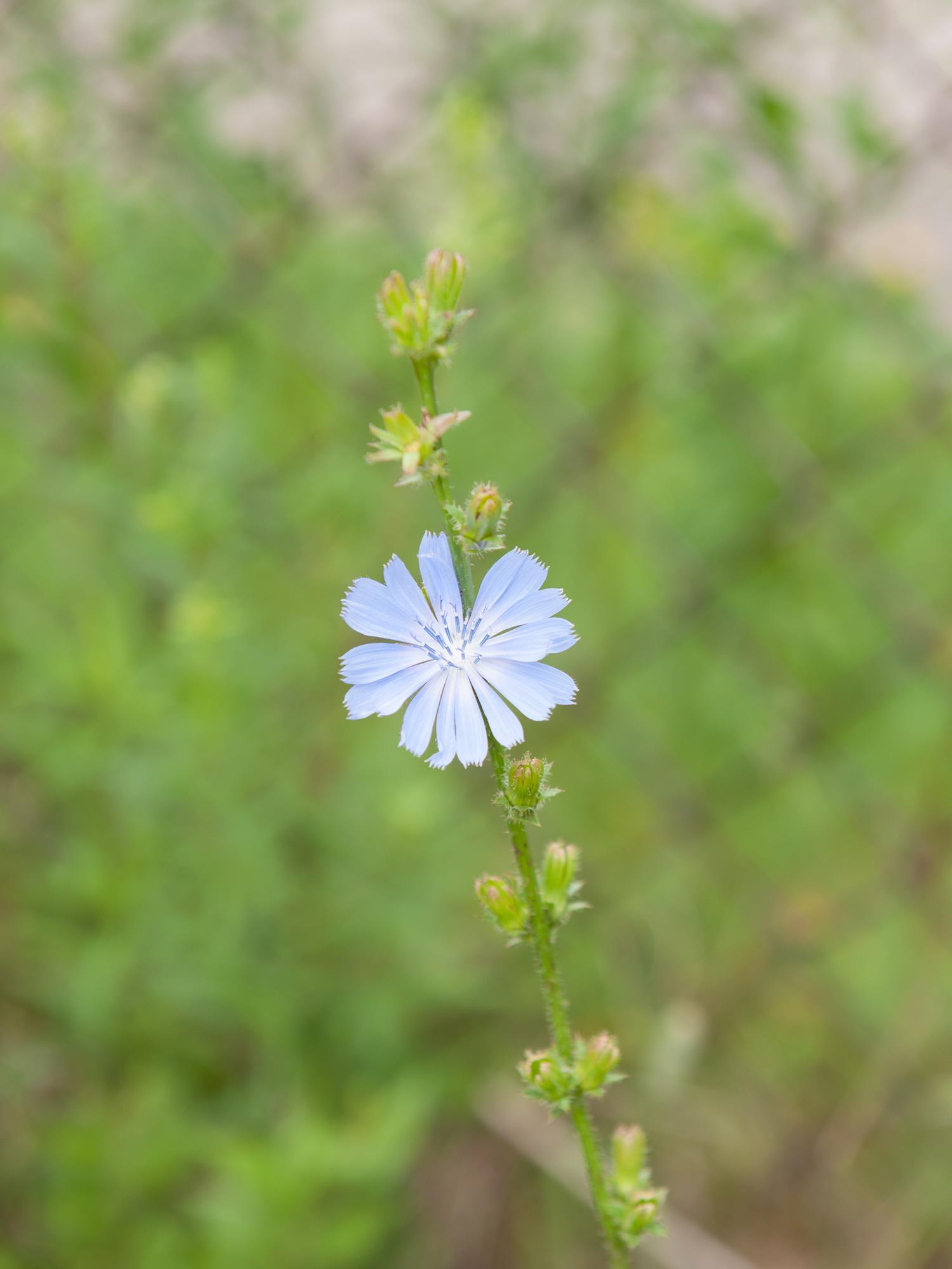 Chicorée sauvage(Cichorium intybus)_1