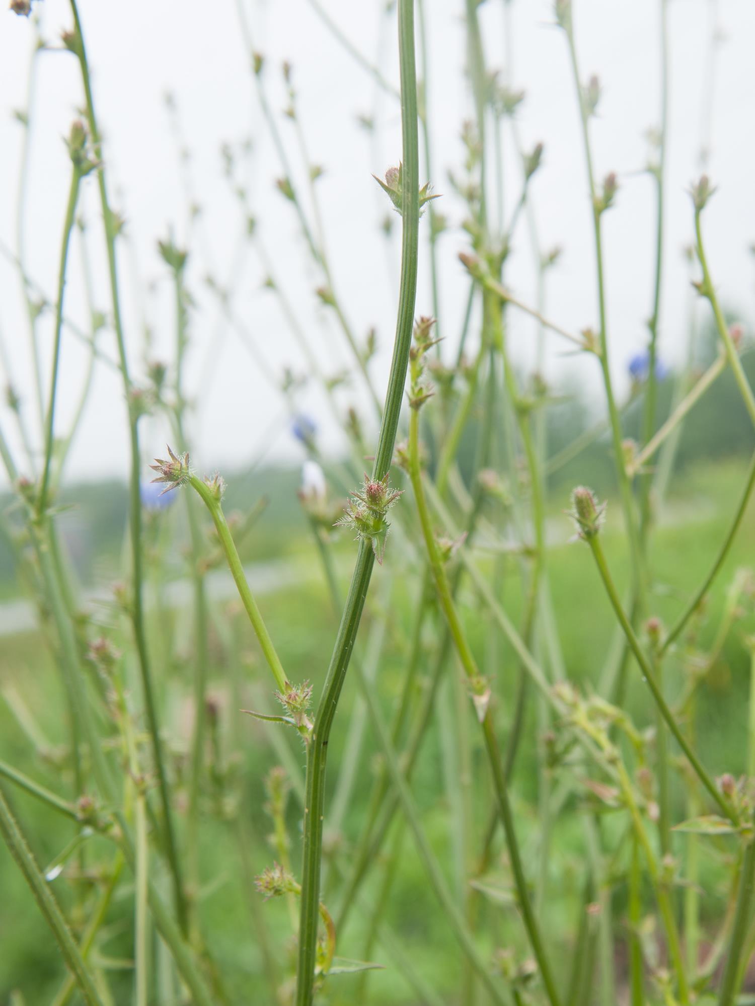 Chicorée sauvage(Cichorium intybus)_7