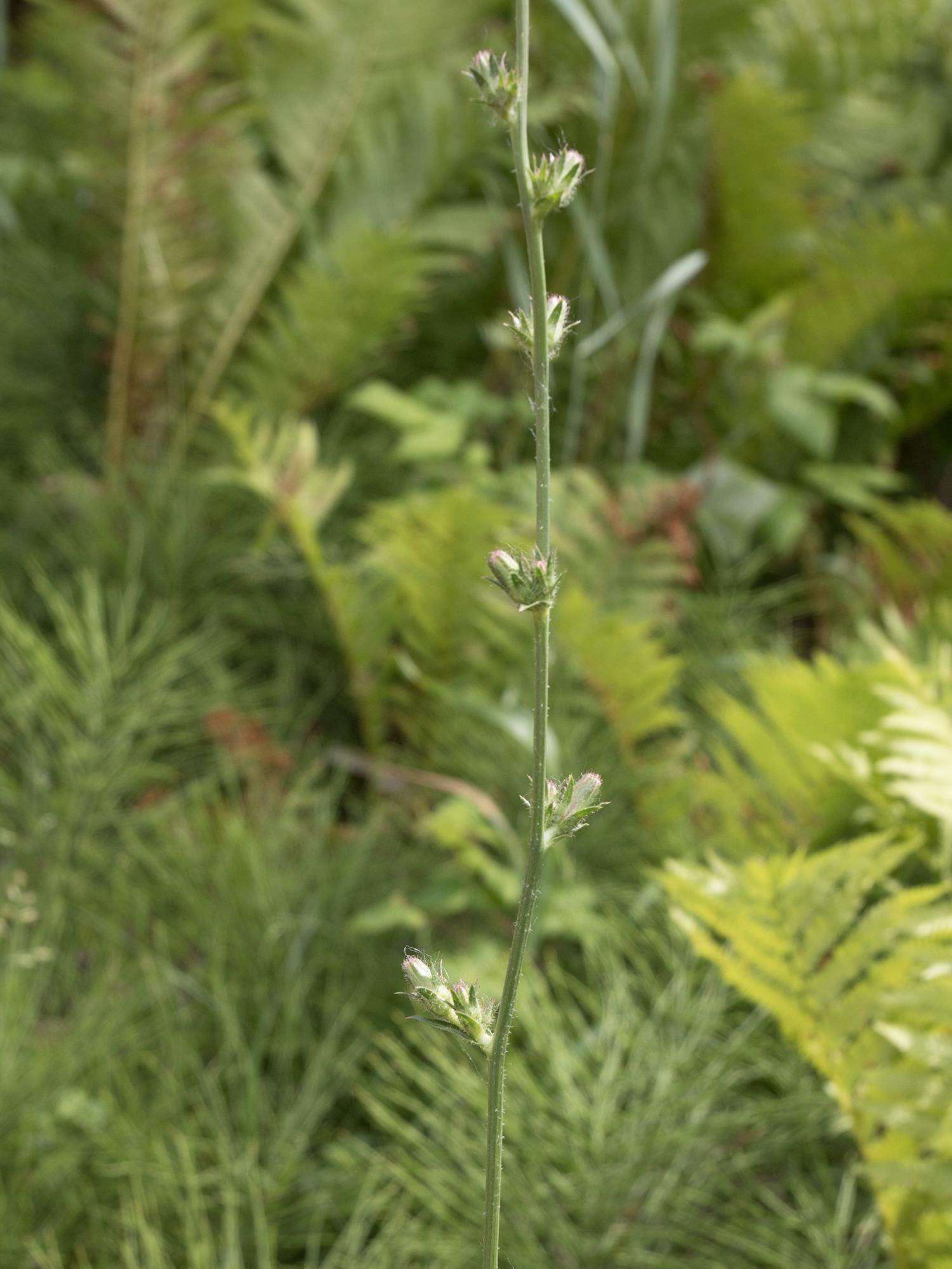 Chicorée sauvage(Cichorium intybus)_8