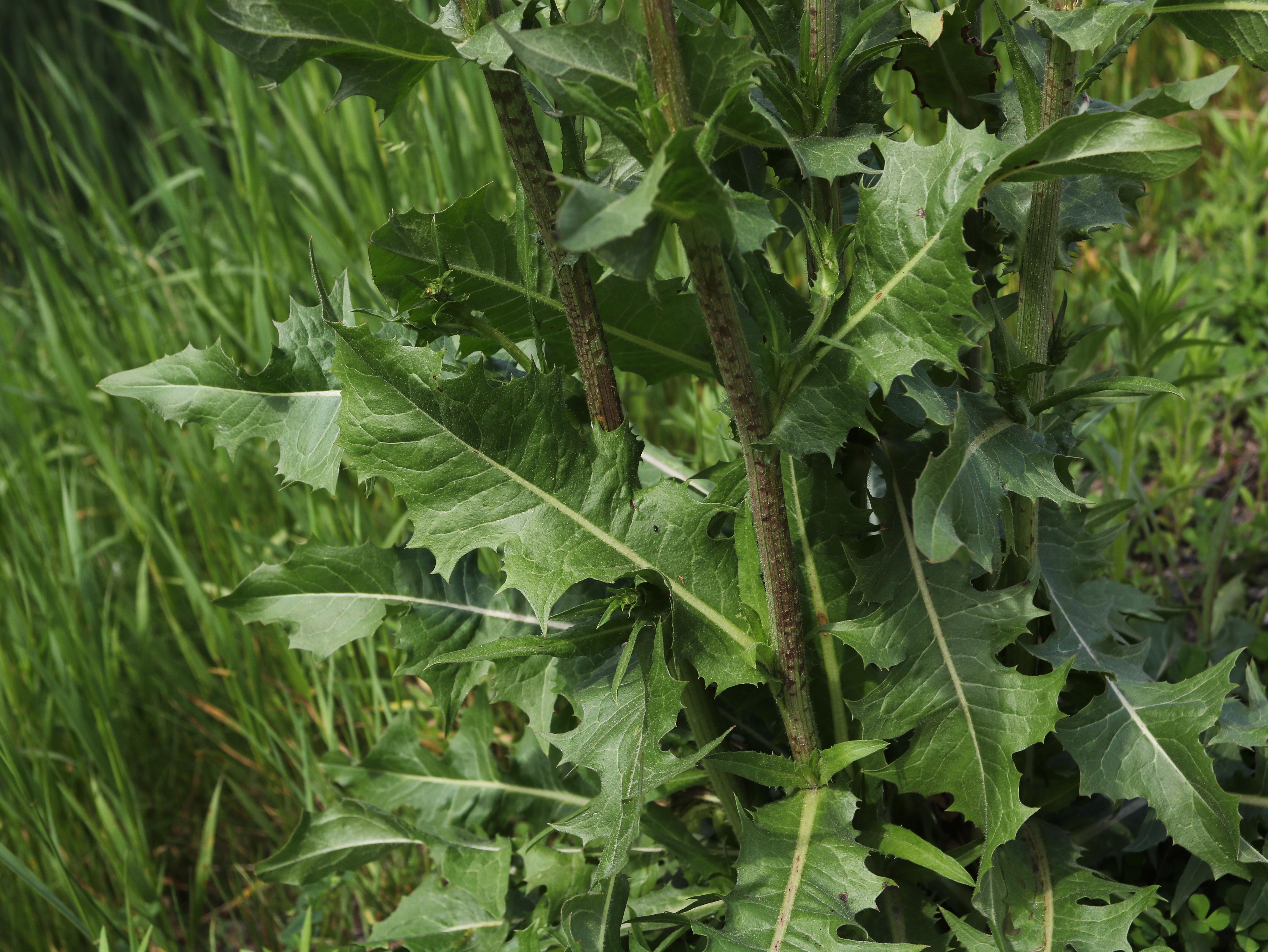 Chicorée sauvage(Cichorium intybus)_17