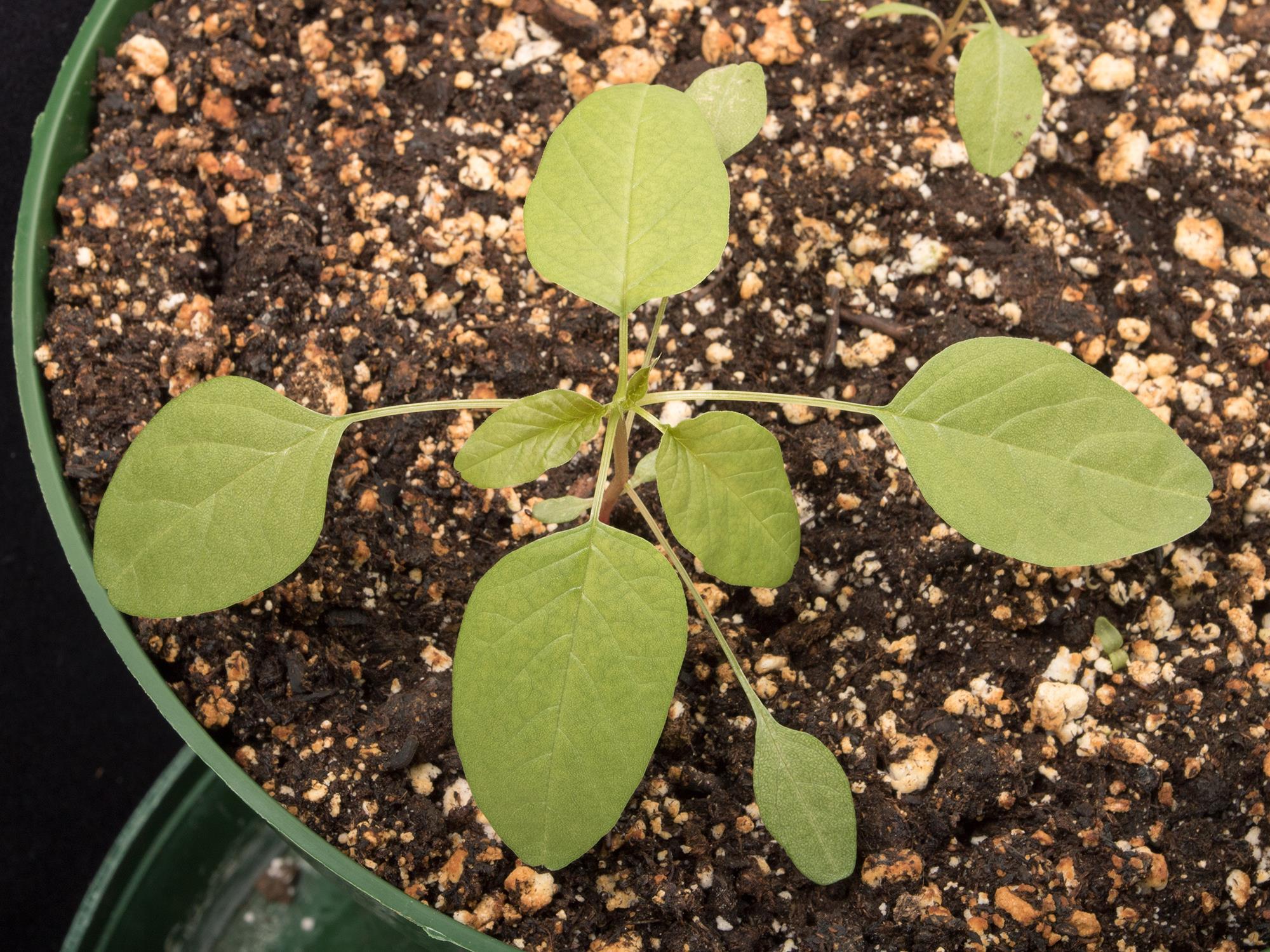 Amarante de Palmer(Amaranthus palmeri)_9