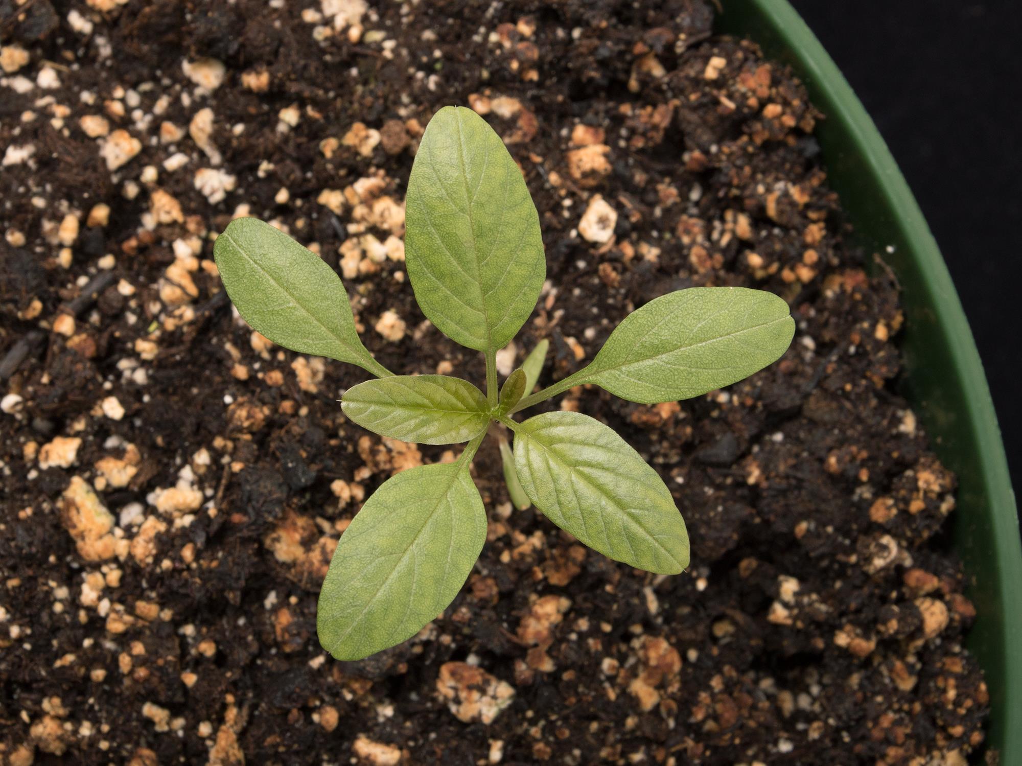 Amarante de Palmer(Amaranthus palmeri)_12