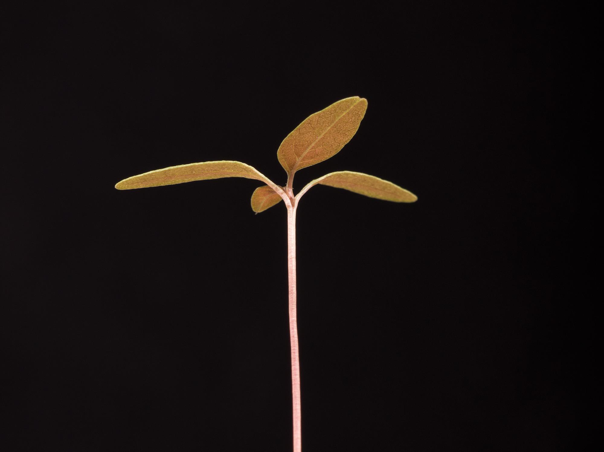 Amarante de Palmer(Amaranthus palmeri)_15