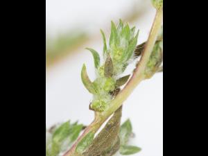 Kochia balais (Bassia scoparia)_6