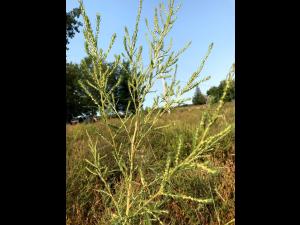 Kochia balais (Bassia scoparia)_10