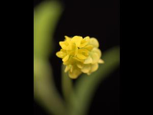 Luzerne lupuline (Medicago lupulina)_1