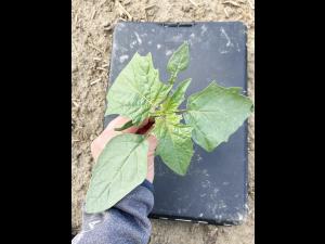 Stramoine commune(Datura stramonium)_1