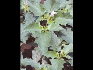 Stramoine commune(Datura stramonium)_6