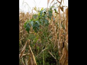 Stramoine commune(Datura stramonium)_15