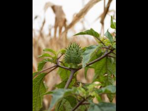Stramoine commune(Datura stramonium)_18