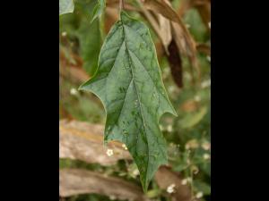 Stramoine commune(Datura stramonium)_19