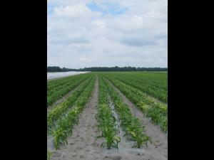 Maïs sucré - topramezone (27)_2