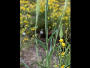 Salsifis majeur (Tragopogon dubius)_4