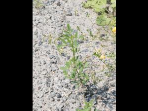 Mélilot blanc (Melilotus albus)_4