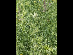 Mélilot blanc (Melilotus albus)_6