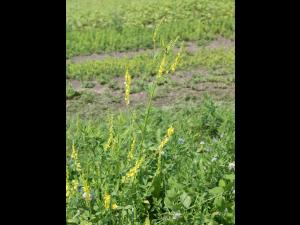 Mélilot jaune (Melilotus officinalis)_1