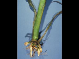 Maïs grain et fourrager - dicamba (4)_6