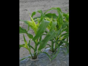 Maïs sucré - topramezone (27)_4