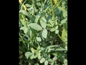 Mélilot jaune (Melilotus officinalis)_3
