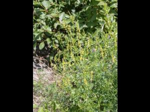 Mélilot jaune (Melilotus officinalis)_10