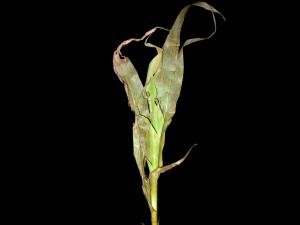 Maïs sucré - bromoxynil (ester) (6)_2