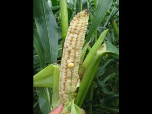 Maïs grain et fourrager - MCPA (4)_5