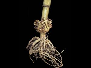 Maïs grain et fourrager - 2,4-D (4)_1