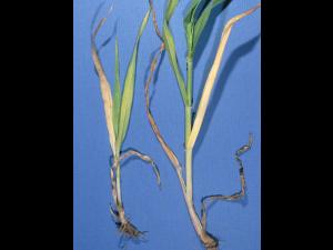 Orge - atrazine (5)_4