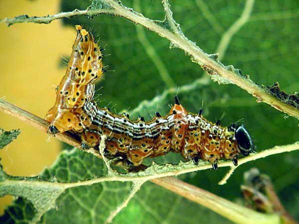 Chenille à bosse rouge (Schizura concinna)_1