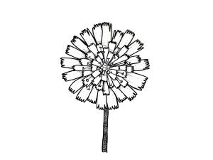 Identification_FleurComposée