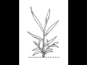 Identification_GraminéeVeg