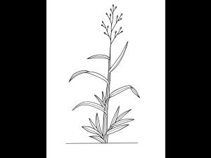 identification_GraminéeInfl