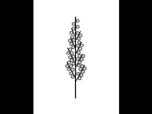 Identification_InflPanicule