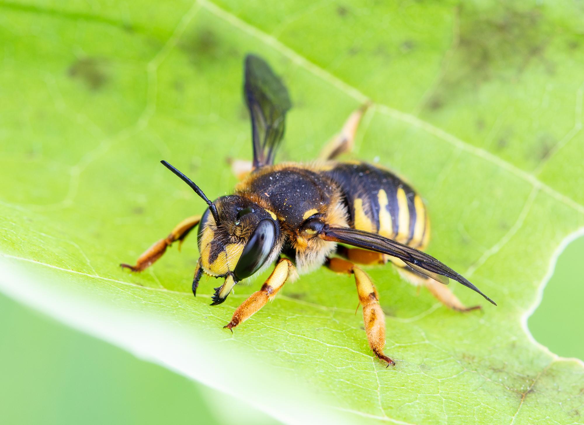 Abeille cotonnière européenne (Anthidium manicatum)_2