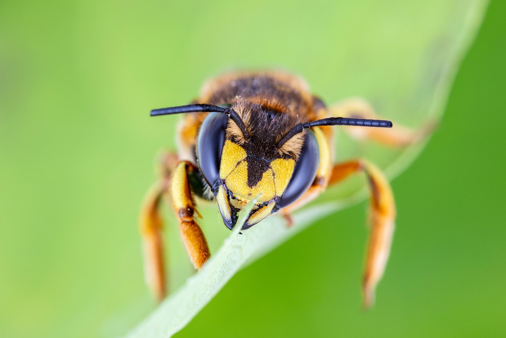 Abeille cotonnière européenne (Anthidium manicatum)_3