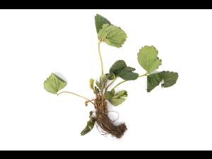 Fraise - Pourriture noire des racines_9