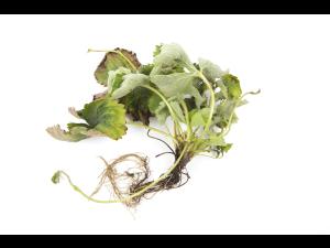 Fraise - Pourriture noire des racines_11