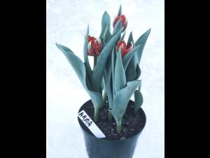 Tulipes - Vernalisation insuffisante_2