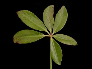 Scheffleras - Virus indéterminé_1